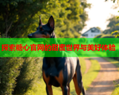 探索糖心官网的甜蜜世界与美好体验